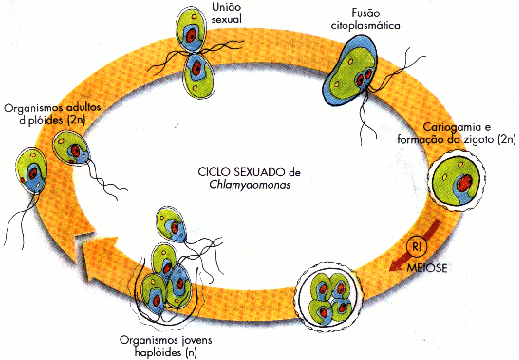 Fus�o celular em algas unicelulares