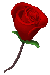 left rose
