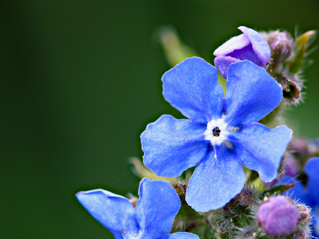 Floreria Ilusiones