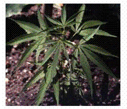 Cuadro de texto:Marihuana  