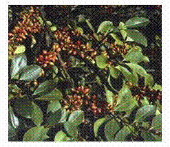 Cocaina
