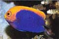 acanthop
