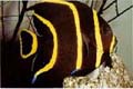 arcuatus