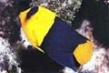 bicolor