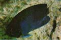flavicau