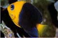 joculato