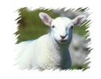 a lamb with a sweet face