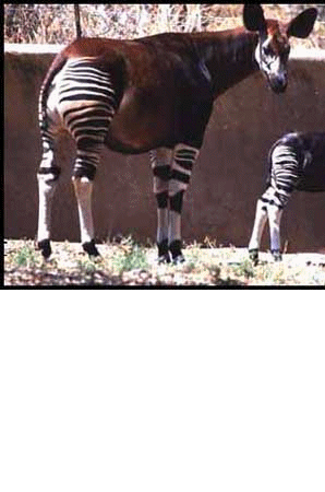 Animation Okapi