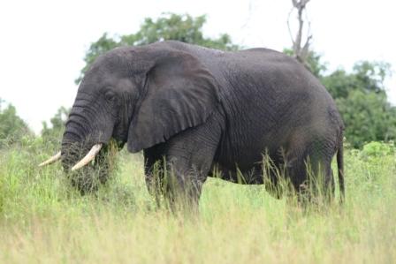 Photo El&eacute;phant Virunga