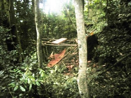 Photo sciage de bois dans la for&ecirc;t de Kabobo