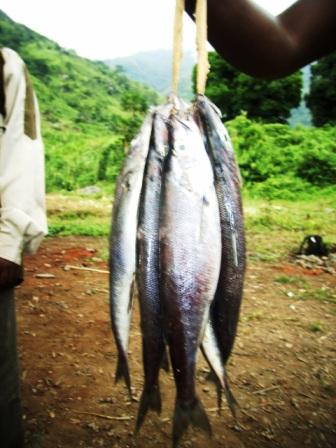 poisson end&eacute;mique au lac Tanganyika