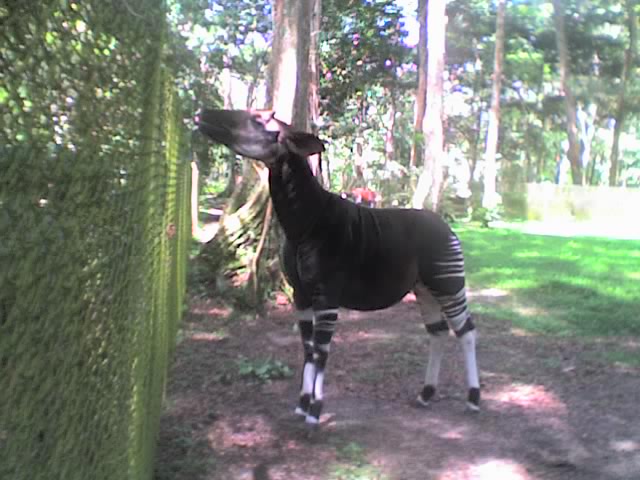 Photo Okapi au zoo d'Epulu