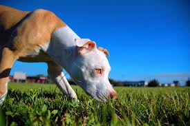 pitbull