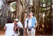 Maljunaj banjana arbaro ekster Bangalore