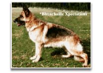 Photo of Bhuachaille Xpectations
