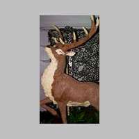 cerf.jpg