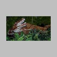 crocodile.jpg