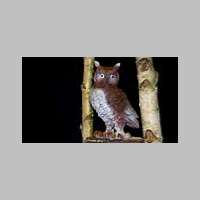 hibou.jpg