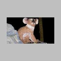 koala1.jpg