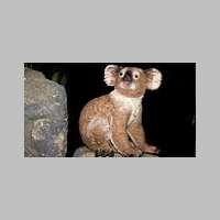 koala2.jpg