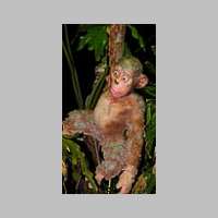 singe1.jpg