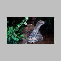 tortue.jpg