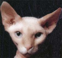 Miaow Mix, Miaow Mix