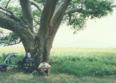 Under a tree