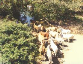 Farmer with cows