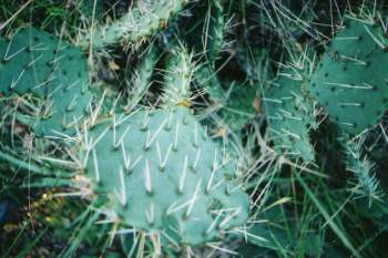 Cactus