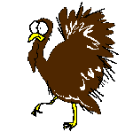 Wild turkey