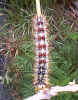 larva1.jpg (88426 bytes)