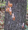 motheggs1.jpg (77091 bytes)