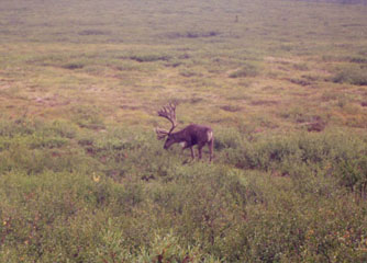 Caribo in Denali