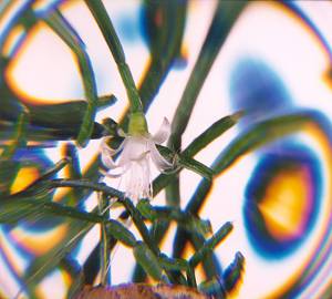 Chromate2.jpg
