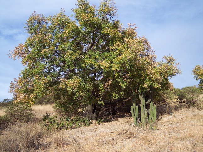 Encino y tunillos de Suchilquitongo.