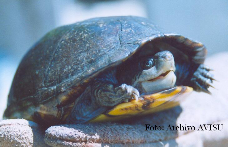 Tortuga de Suchilquitongo.