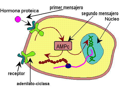 Mecanismo de accion de hormonas proteicas y esteroideas