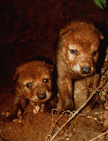 crias.gif (17875 bytes)