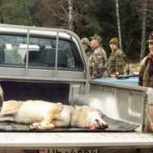 deadwolf.jpg (14403 bytes)