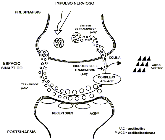 graf3.gif (16093 bytes)