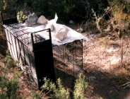 jaula.jpg (33858 bytes)