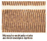 musculo.gif (5884 bytes)