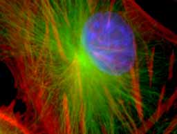 100X Fluorescent Image
