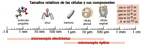 imagen de http://www.biologia.arizona.edu/