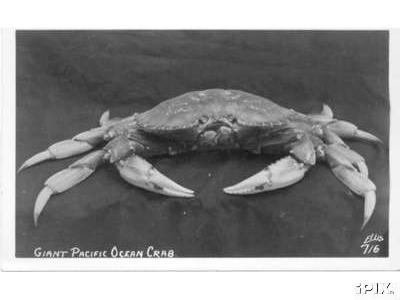 Ellis716-GiantPacificOceanCrab.jpg