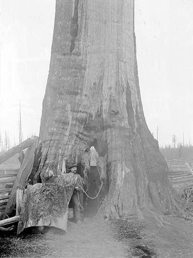 cedarTreeAtBirchBay1899.jpg