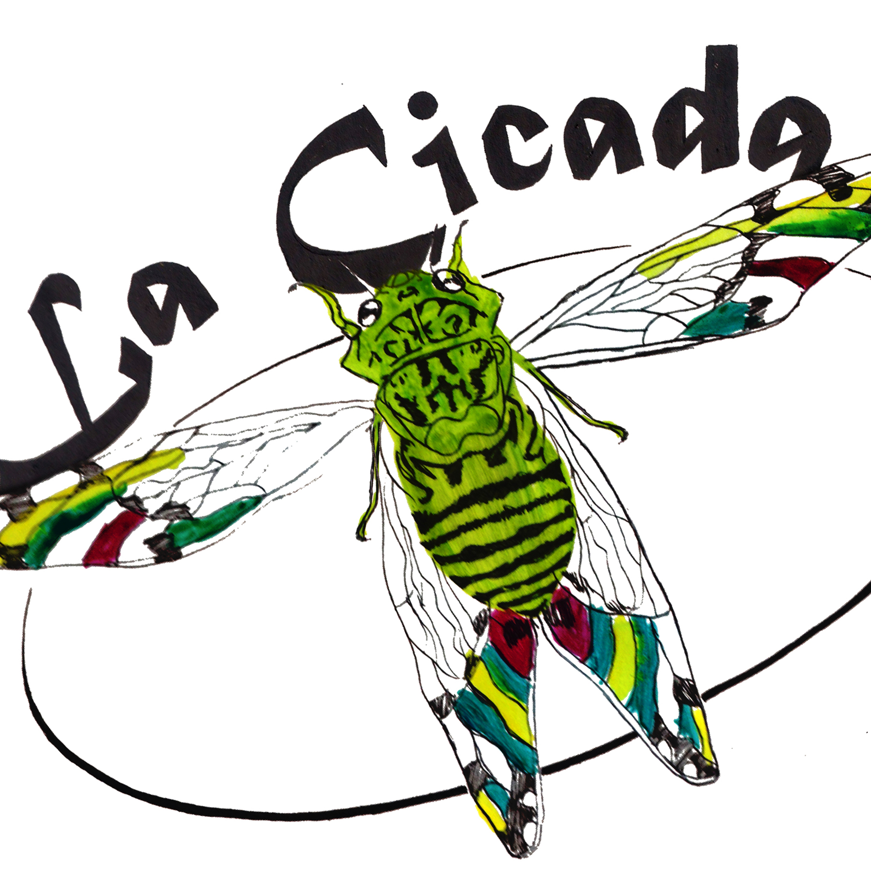 lacicada