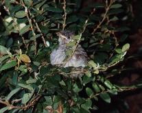 Baby Bird