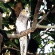 Click for Cockatiel, Galah & Crested Pigeon